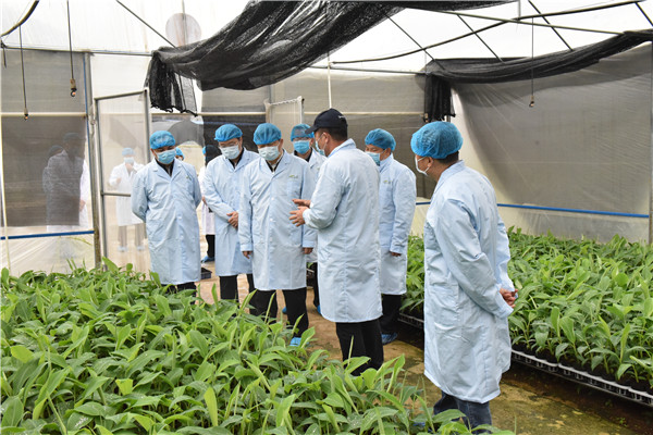 廣西壯族自治區人民政府副主席方春明等一行人到無枯萎病香蕉種苗繁育基地指導工作